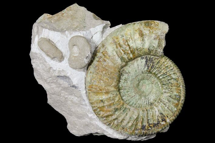 Ammonite (Orthosphinctes) Fossils on Rock - Germany #125893